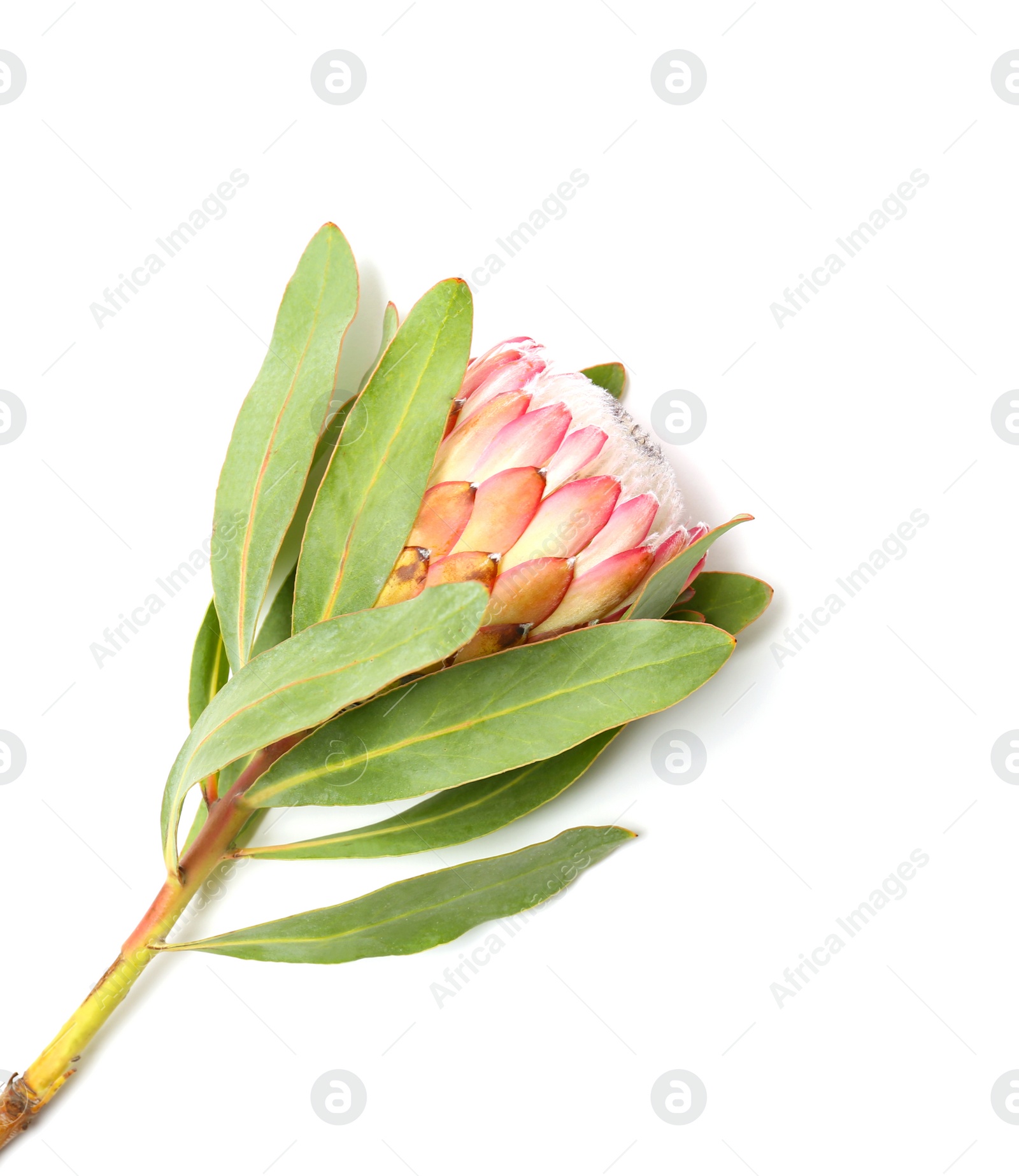 Photo of Beautiful protea flower on white background. Tropical plant