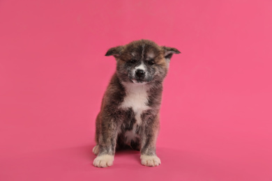 Photo of Cute Akita inu puppy on pink background. Friendly dog