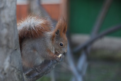 Cute squirrel eating on tree branch in zoo. Space for text