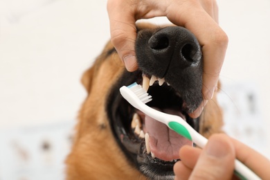 Woman cleaning dog's teeth with toothbrush indoors, closeup