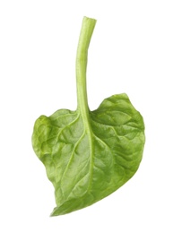 Photo of Fresh leaf of spinach isolated on white