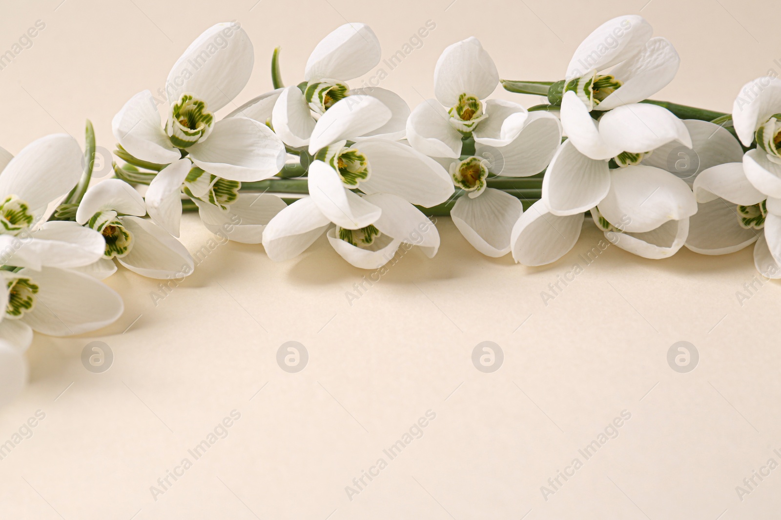 Photo of Beautiful snowdrops on beige background, closeup. Space for text