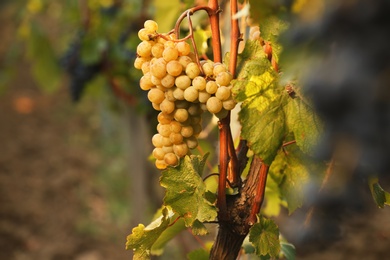 Fresh ripe juicy grapes growing on branches in vineyard