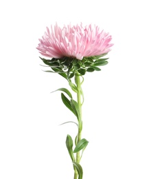 Beautiful bright aster flower on white background