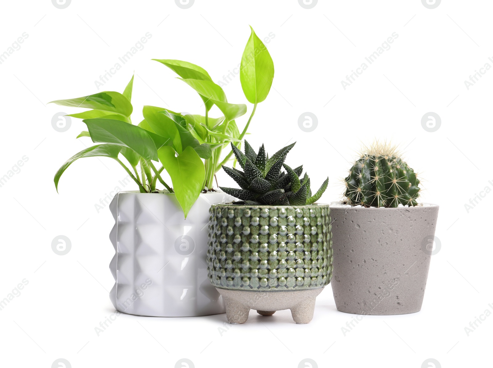 Photo of Different house plants in pots isolated on white