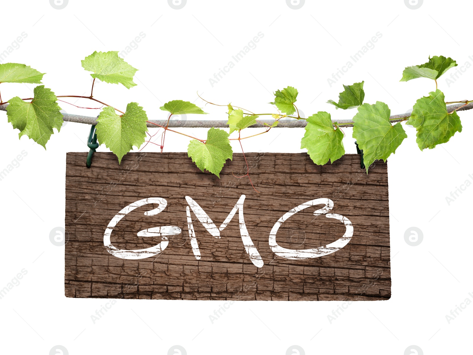 Image of Wooden board with abbreviation GMO hanging on rope and green leaves against white background