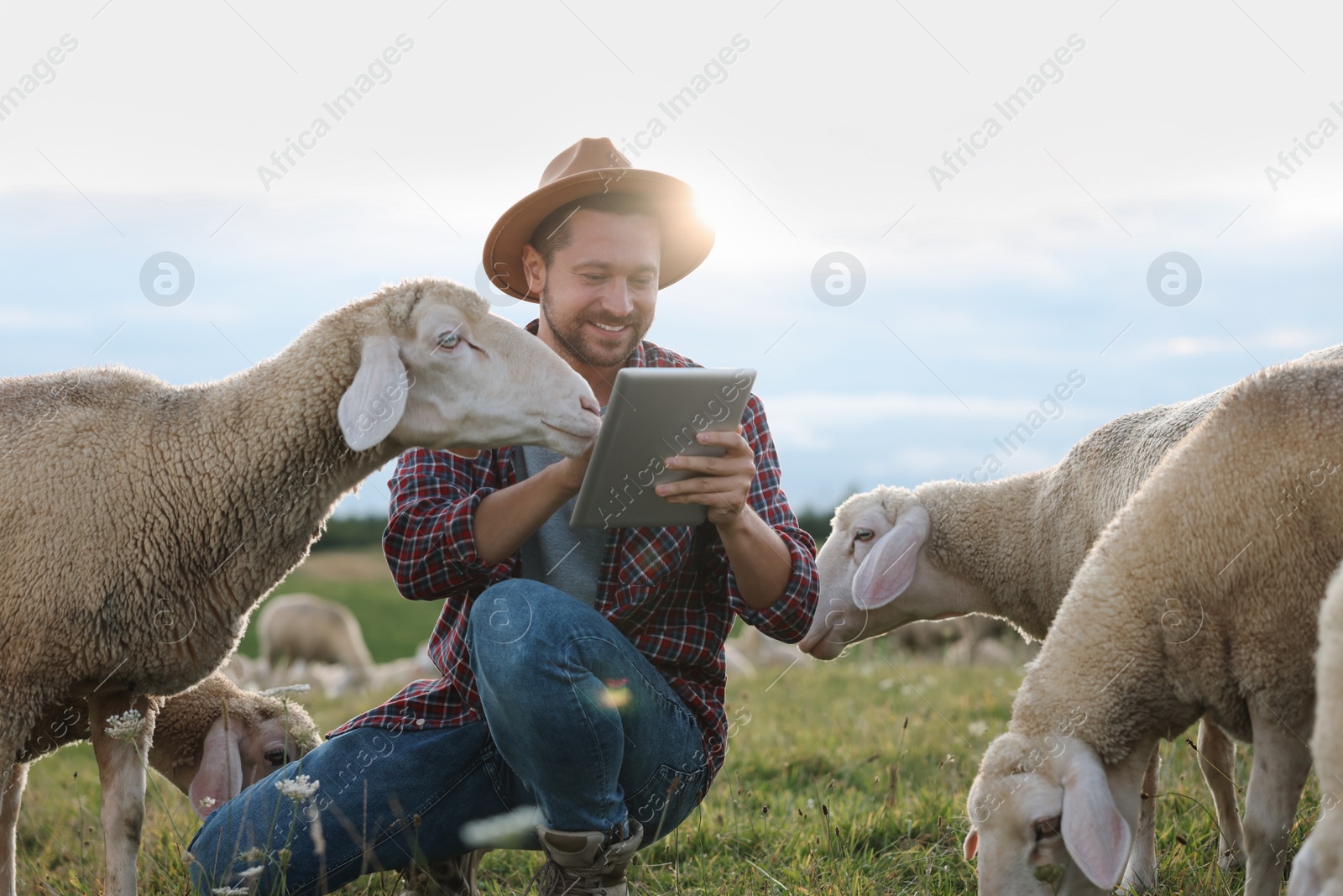 Photo of Smiling man with tablet and sheep on pasture at farm