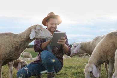 Photo of Smiling man with tablet and sheep on pasture at farm