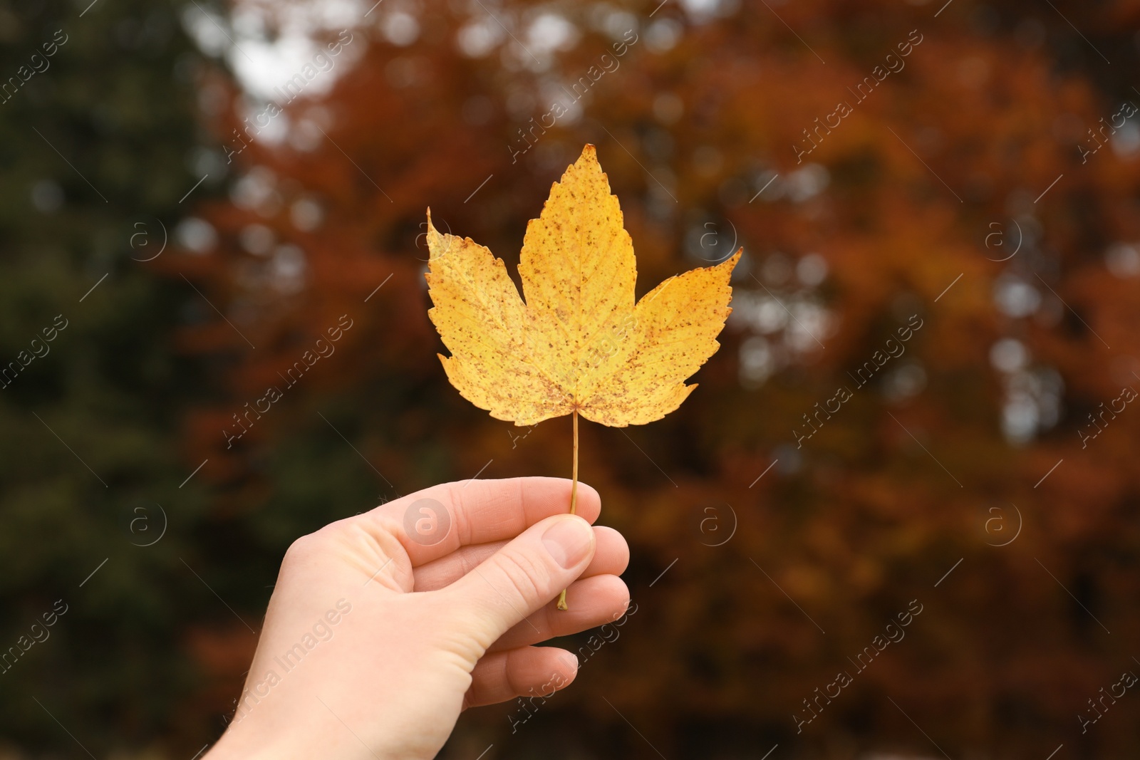 Photo of Woman holding beautiful leaf outdoors on autumn day, closeup