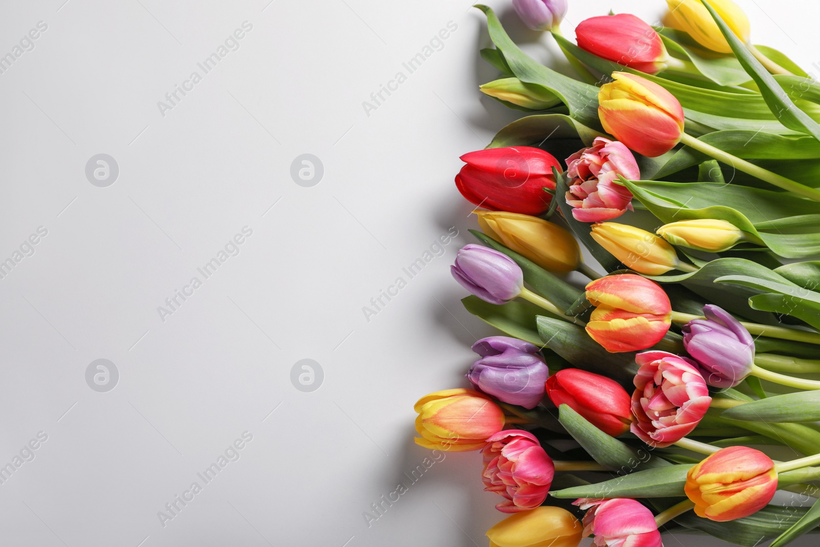 Photo of Beautiful tulips on light grey background, flat lay. Space for text