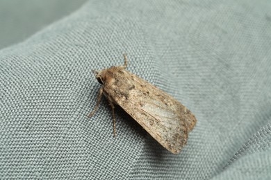 Photo of Paradrina clavipalpis moth on light grey cloth