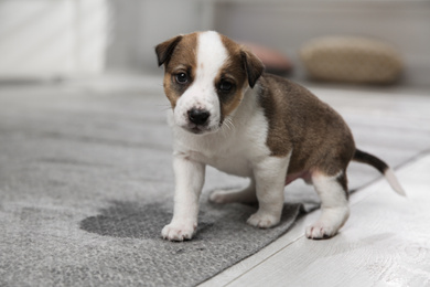 Photo of Adorable puppy near wet spot on carpet indoors