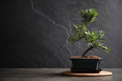 Photo of Japanese bonsai plant on grey stone table, space for text. Creating zen atmosphere at home
