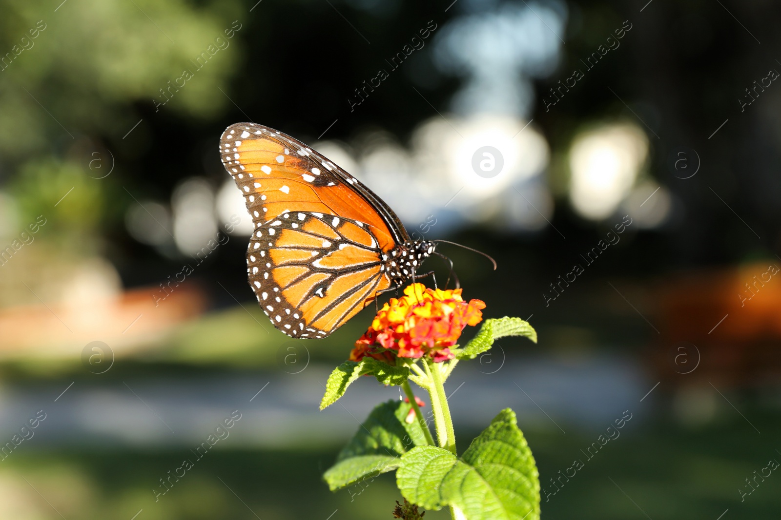 Photo of Beautiful orange Monarch butterfly on plant outdoors