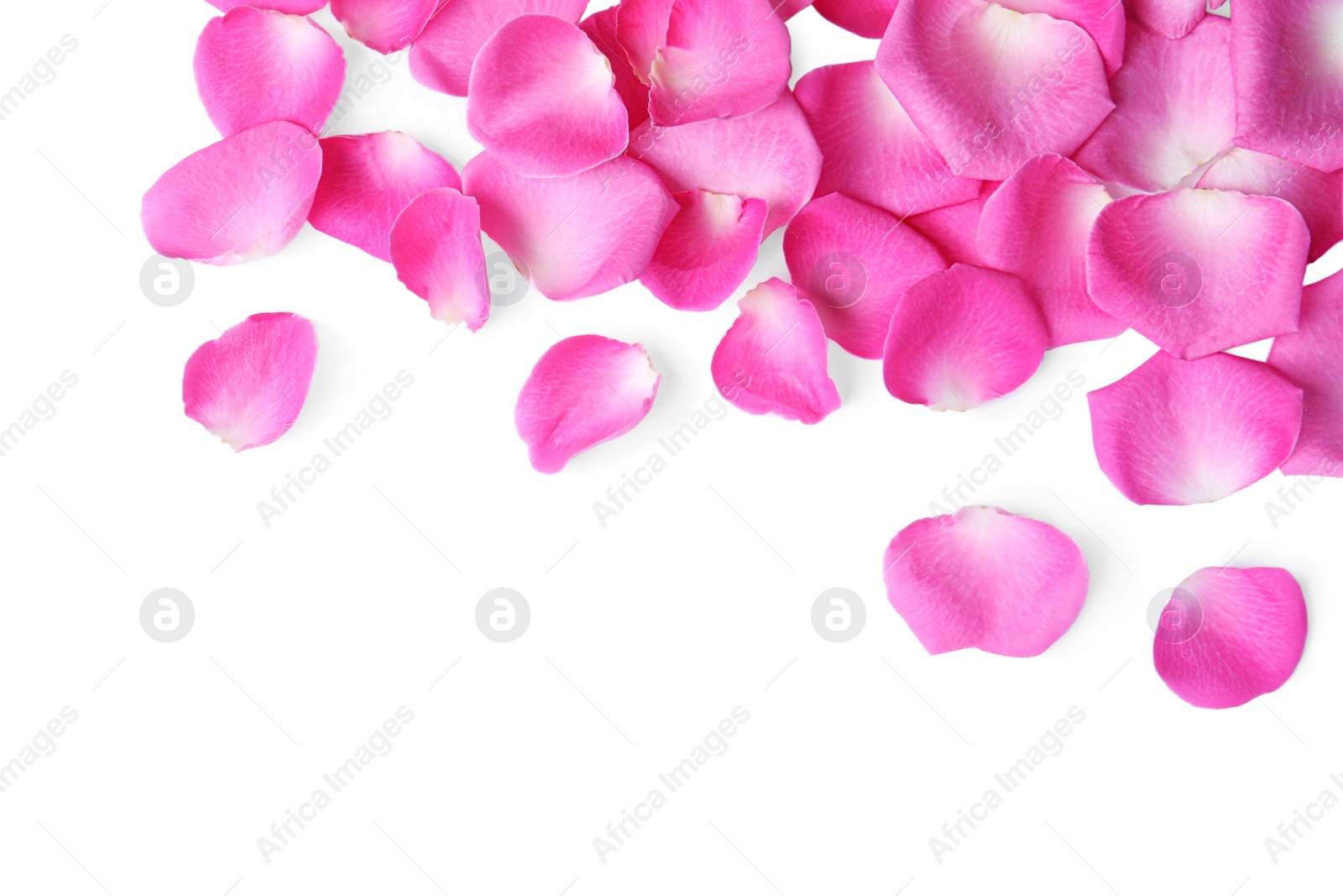 Photo of Many pink rose petals on white background, top view