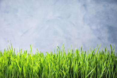 Photo of Fresh green grass on light background, space for text. Spring season