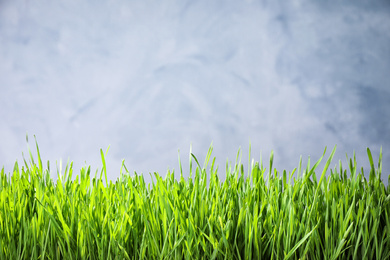 Fresh green grass on light background, space for text. Spring season