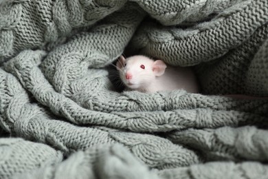 Photo of Cute small rat wrapped in green knitted blanket