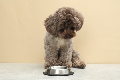 Photo of Cute Maltipoo dog and feeding bowl indoors. Lovely pet