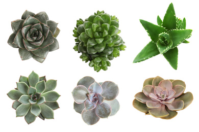 Image of Collage with different succulents on white background, top view