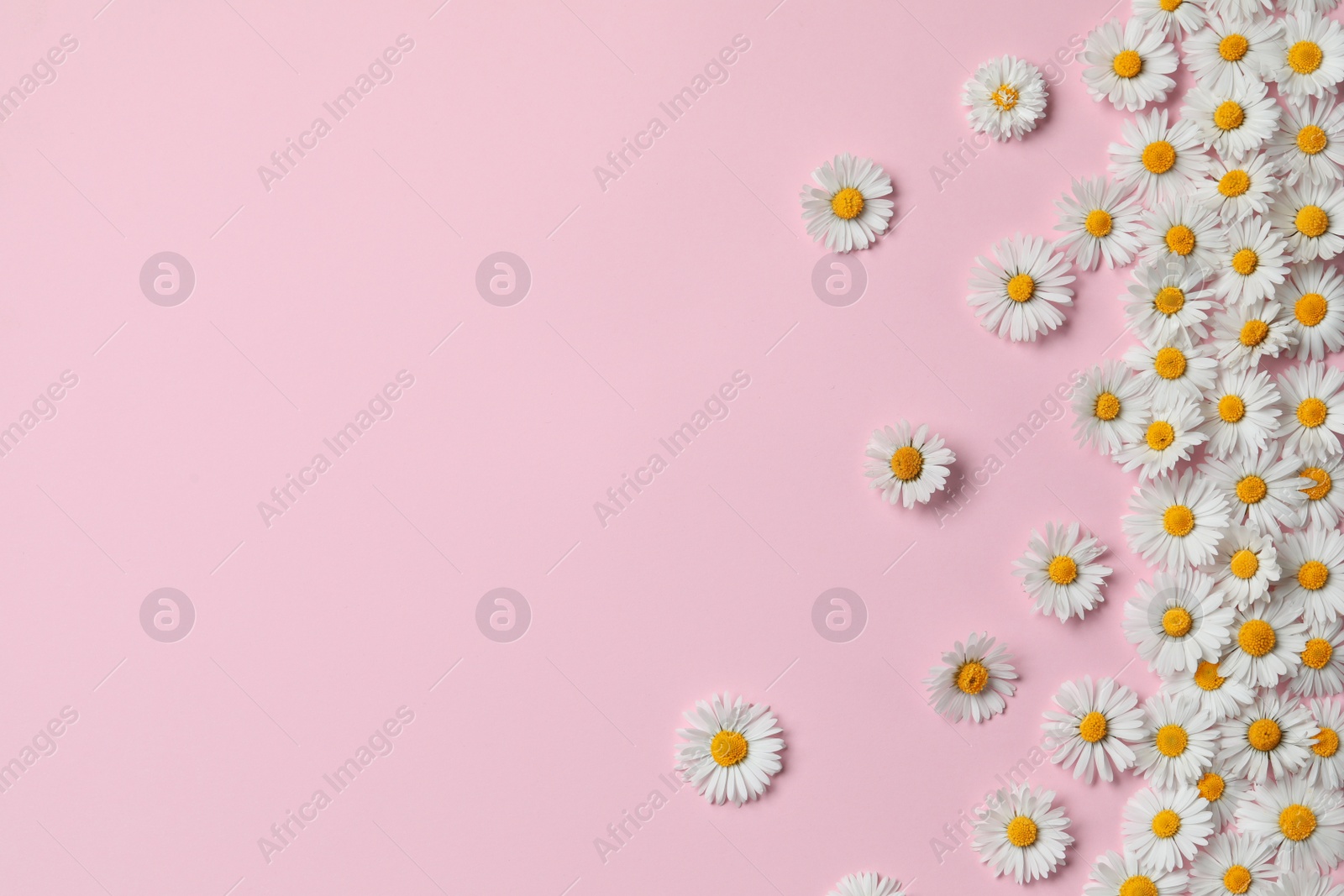 Photo of Many beautiful daisy flowers on pink background, flat lay. Space for text