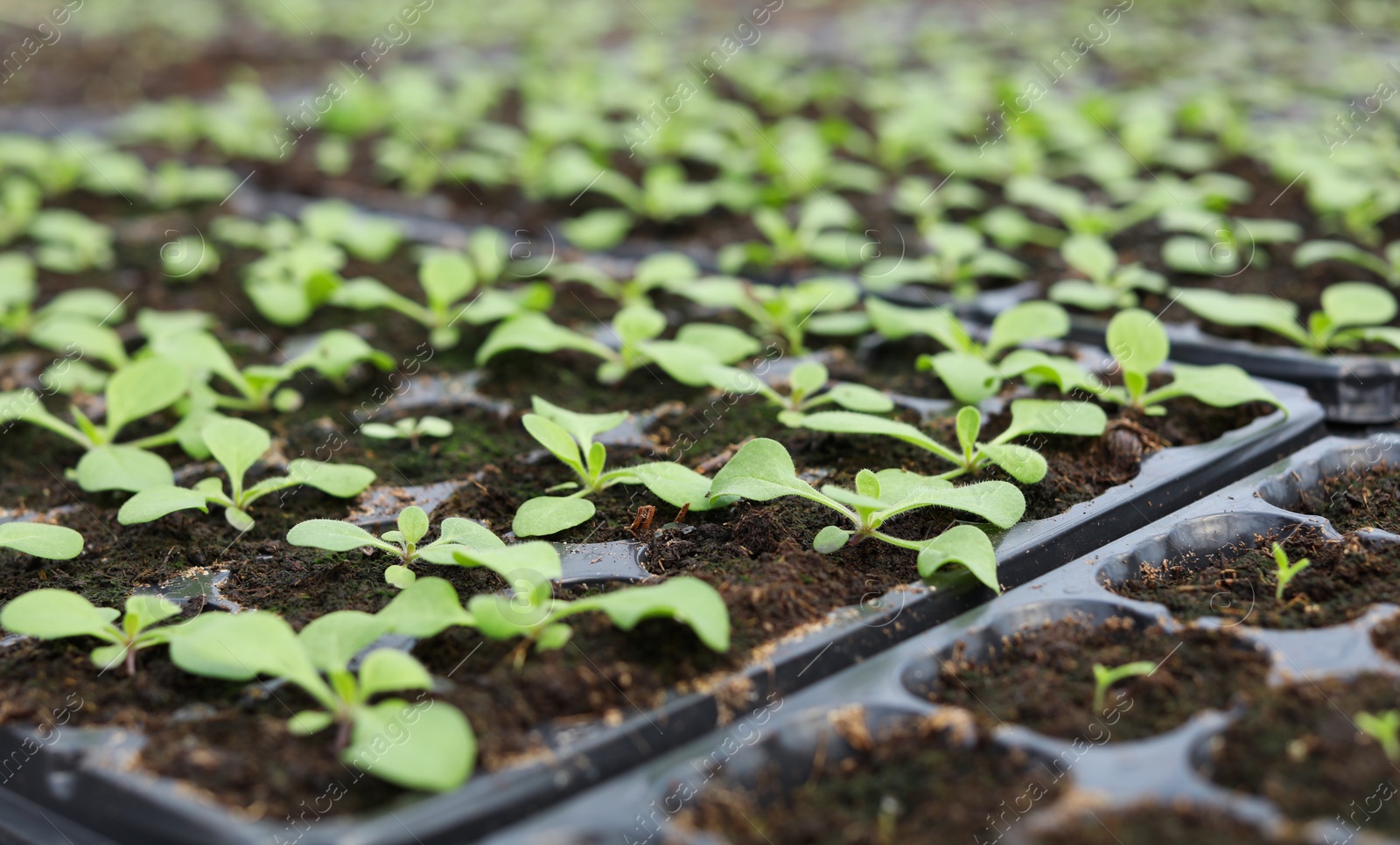 Photo of Many fresh seedlings growing in cultivation trays, closeup