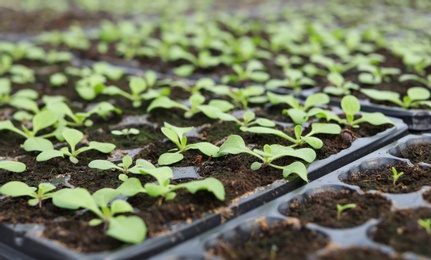 Photo of Many fresh seedlings growing in cultivation trays, closeup