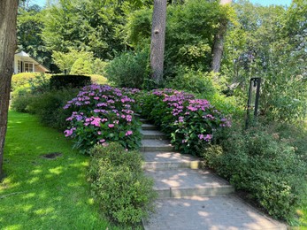 Photo of Pathway among beautiful hydrangea shrubs with violet flowers outdoors