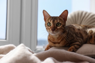 Cute Bengal cat lying on windowsill at home, space for text. Adorable pet