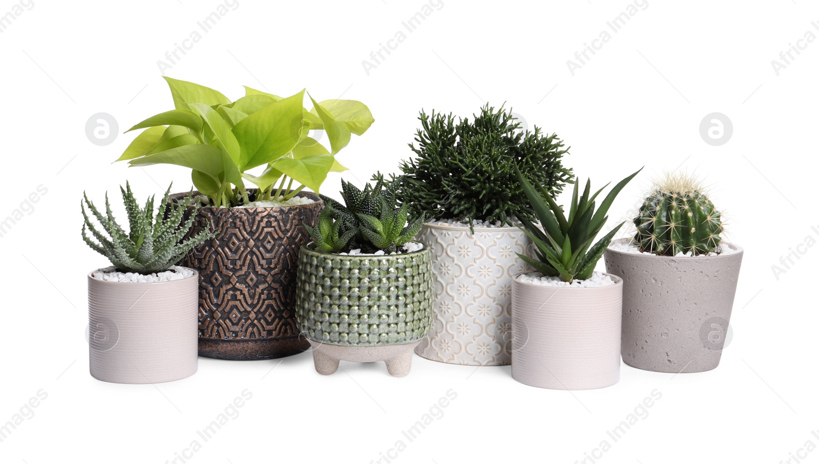 Photo of Different house plants in pots isolated on white