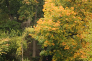 Photo of Blurred view of autumn trees on rainy day