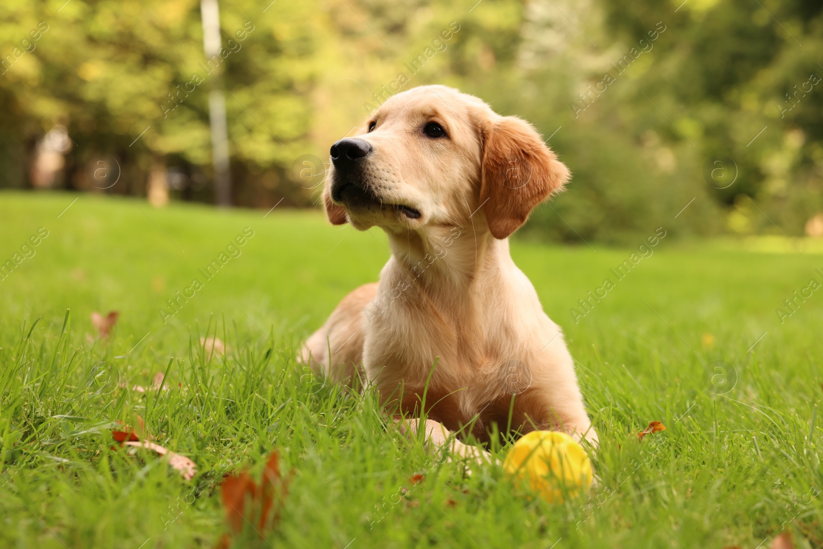 Photo of Cute Labrador Retriever puppy playing with ball on green grass in park