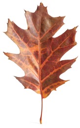 Autumn season. Oak leaf isolated on white