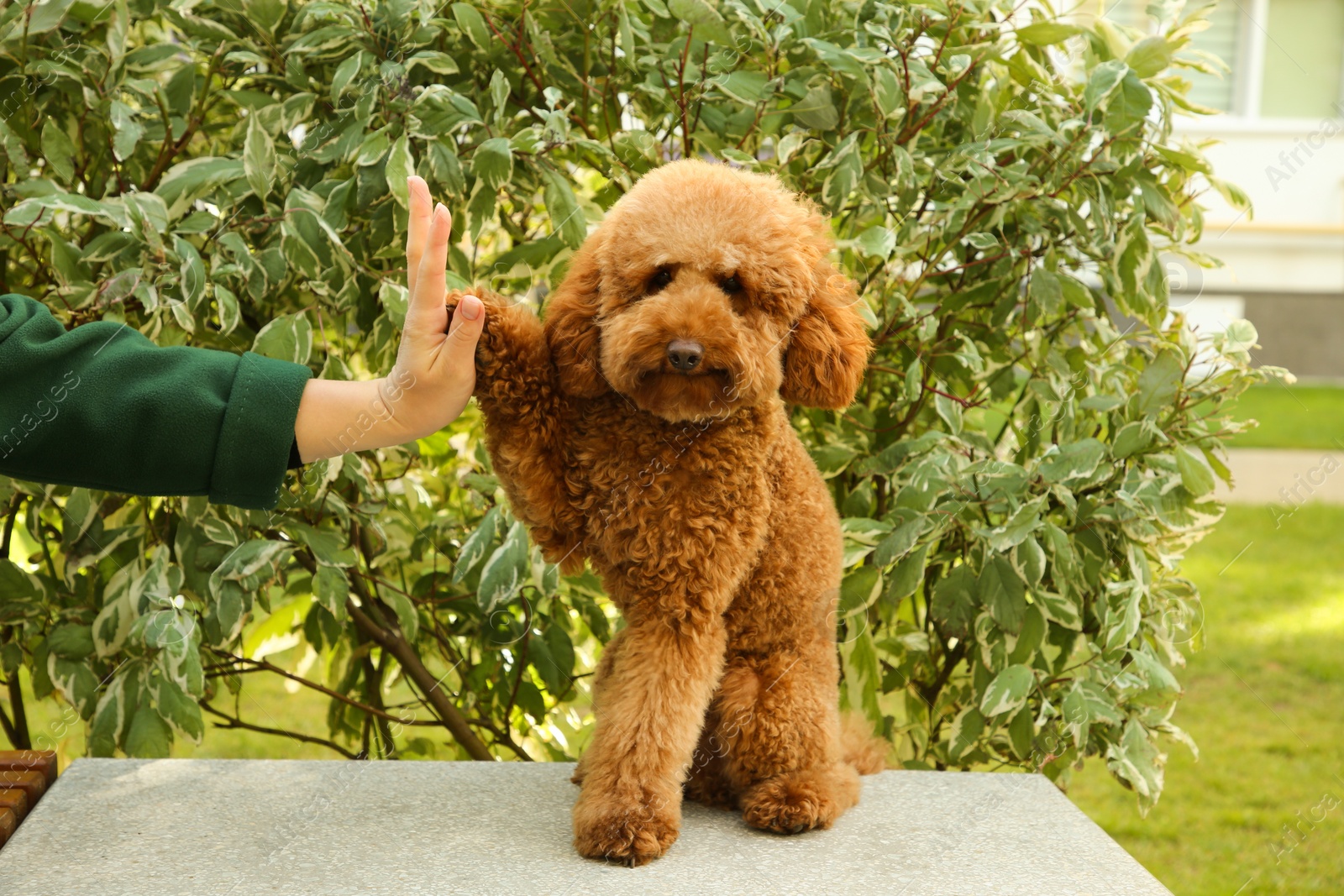 Photo of Cute dog giving high five to woman outdoors, closeup