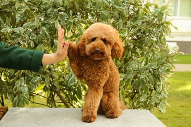 Photo of Cute dog giving high five to woman outdoors, closeup