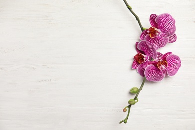 Photo of Branch with beautiful tropical orchid flowers on white wooden background, top view. Space for text