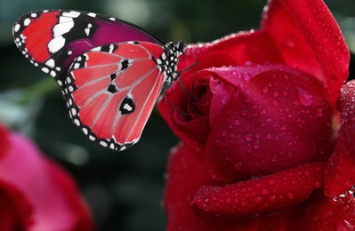 Image of Beautiful red rose with morning dew and butterfly in garden, closeup view