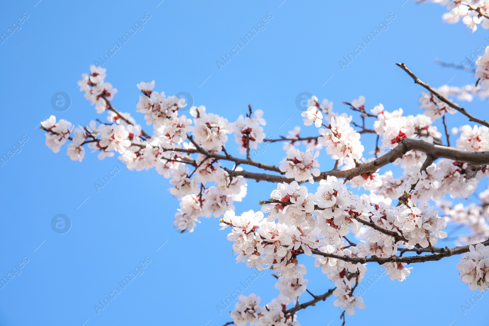 Photo of Closeup view of blossoming apricot tree on sunny day outdoors. Springtime