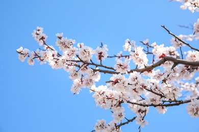 Closeup view of blossoming apricot tree on sunny day outdoors. Springtime