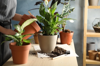 Photo of Woman transplanting home plant into new pot at table, closeup