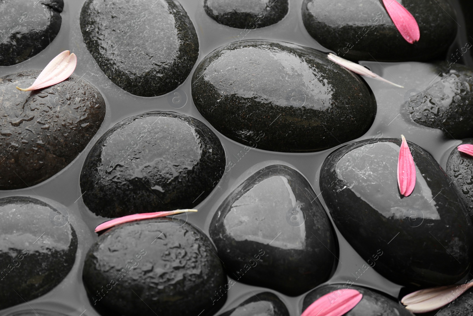 Photo of Spa stones with pink flower petals in water. Zen lifestyle