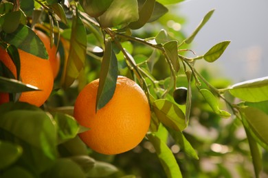 Photo of Fresh ripe oranges growing on tree on sunny day, closeup