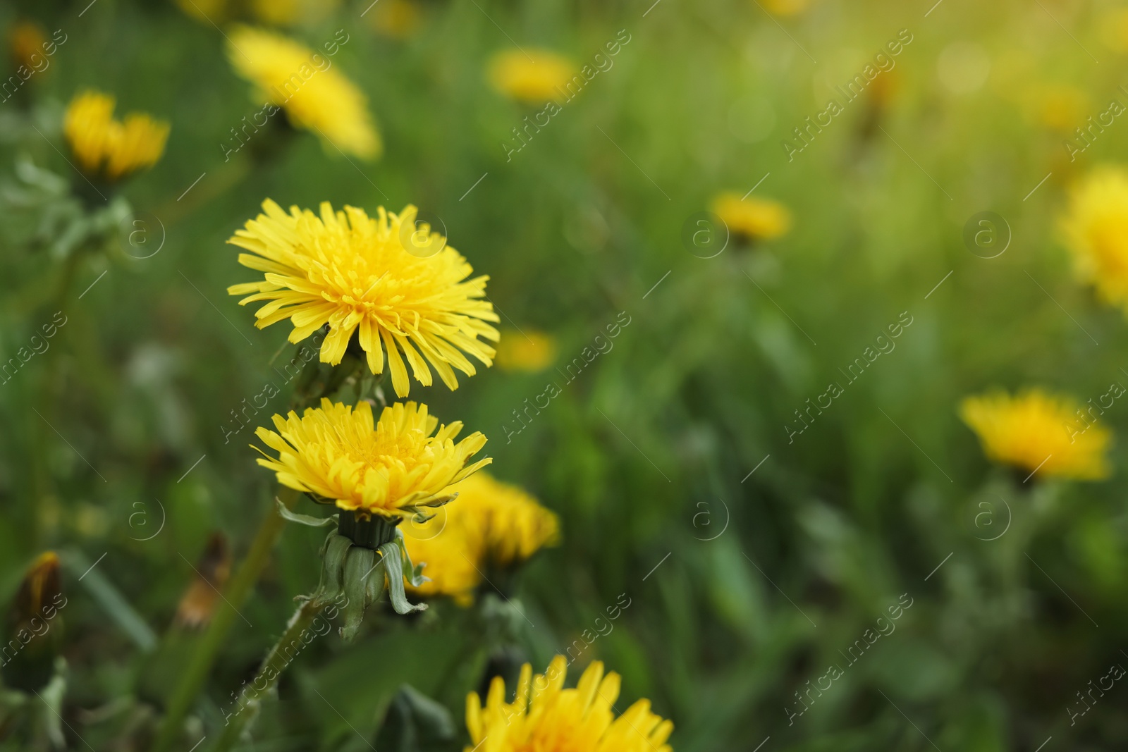 Photo of Beautiful bright yellow dandelions growing outdoors, closeup