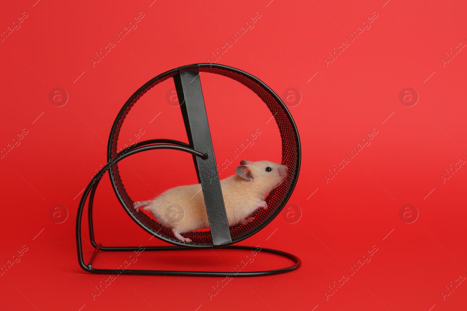 Photo of Cute little hamster in spinning wheel on red background