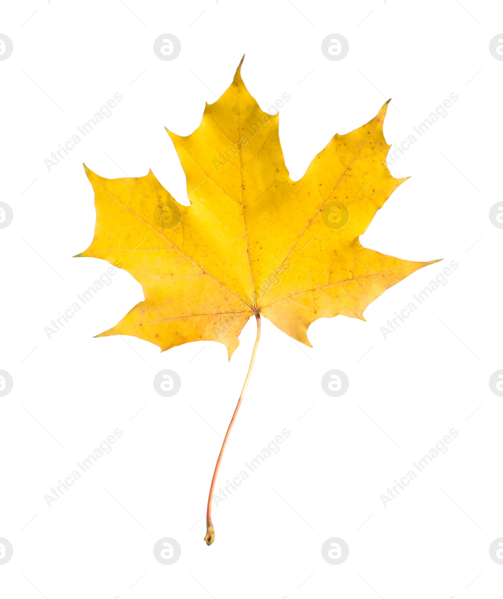 Photo of One maple leaf isolated on white. Autumn season