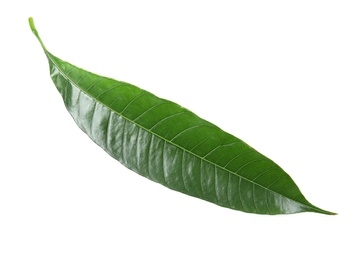 Photo of Fresh green mango leaf on white background