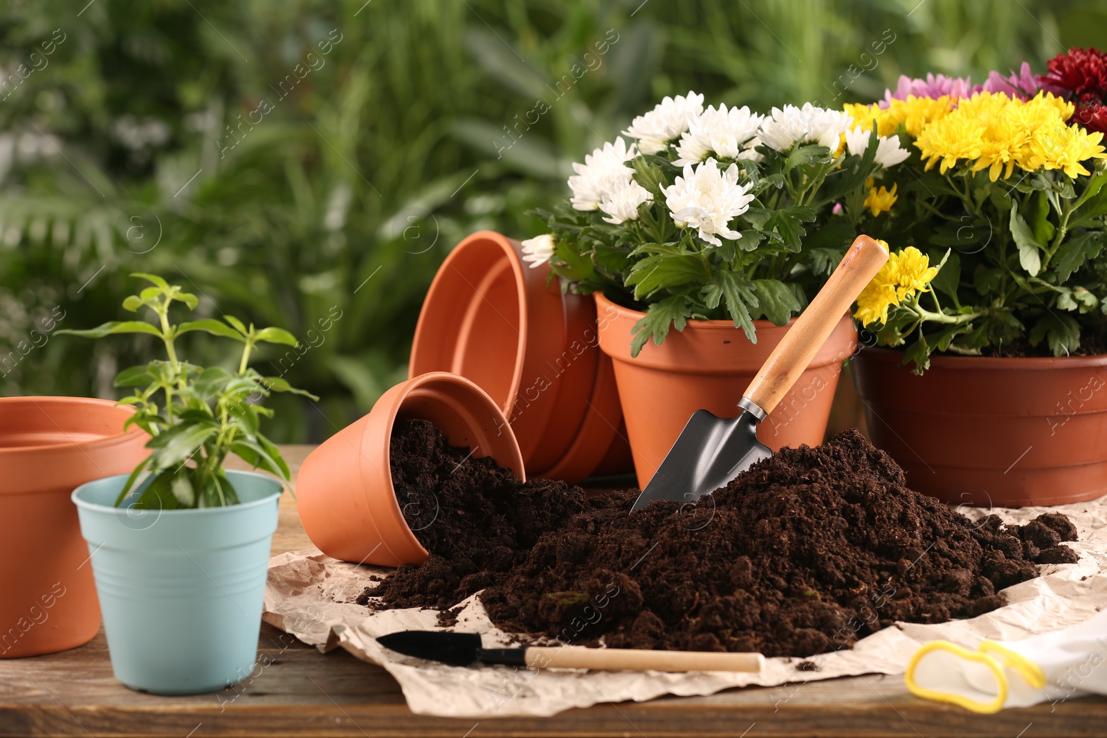 Photo of Beautiful flowers, pots, soil and gardening tools on wooden table outdoors