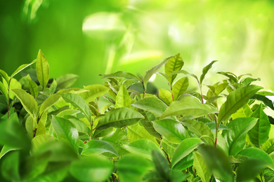 Tea plantation. Plants with fresh green leaves, closeup