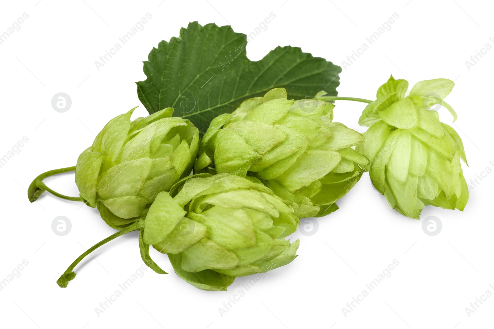 Photo of Fresh hop flowers with leaf on white background