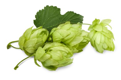 Fresh hop flowers with leaf on white background